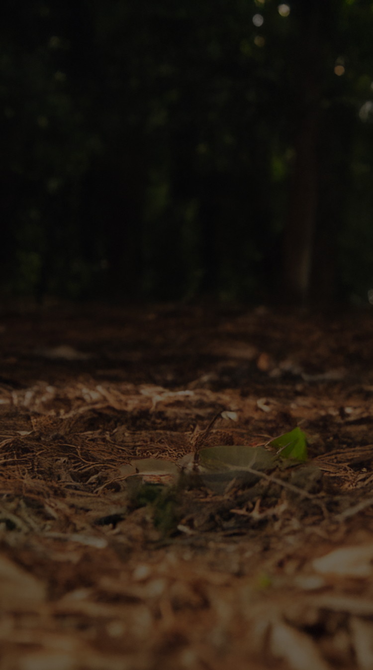 video background